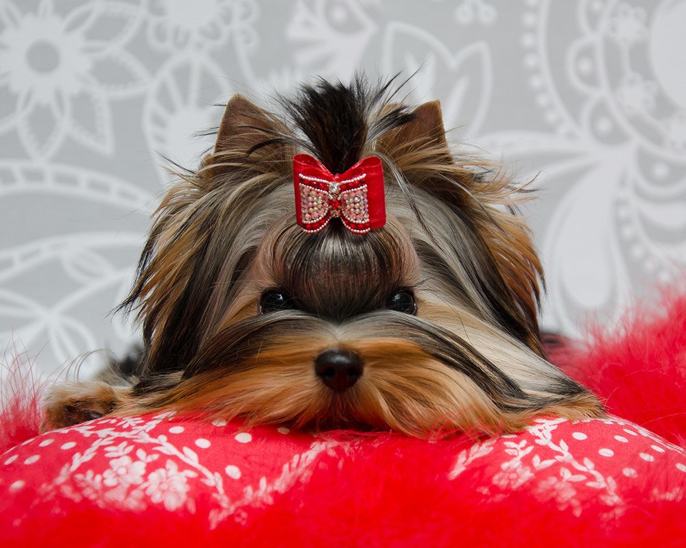 йоркширский терьер киров. терьер йоркширский малошерстный. йоркширский терьер беби фейс. йоркширский терьер стандарт питомник. йоркширский терьер с длинной шерстью.