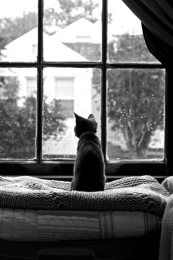 Скучающий у окна. Одинокий кот. Кот на окне. Котик ждет у окна. Одинокий кот у окна.