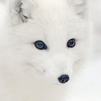 Fox Lee